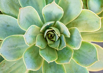 Green Succulent Plant