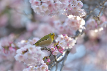 満開の大寒桜と緑色の美しい小鳥（メジロ）065