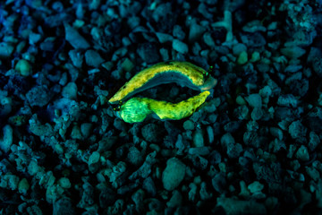 The most beautiful underwater snails of the Indian and Pacific Ocean