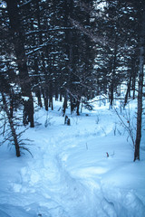 Snowy Trail