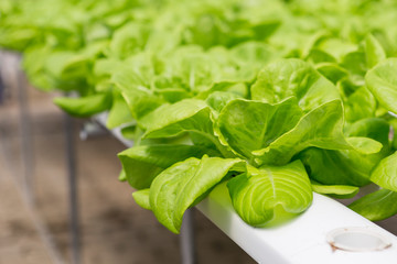 Hydroponic vegetable garden, fresh green lettuce growing, organic farming, healthy food