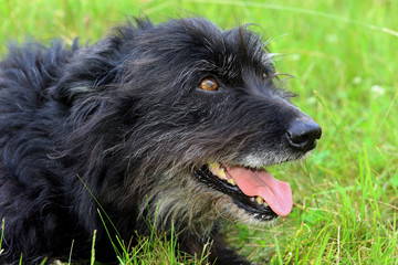 schwarzer Hund liegt im Gras