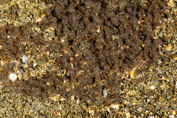 The most beautiful underwater snails of the Indian and Pacific Ocean