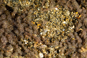 The most beautiful underwater snails of the Indian and Pacific Ocean