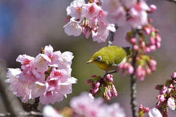 満開の大寒桜と緑色の美しい小鳥（メジロ）074