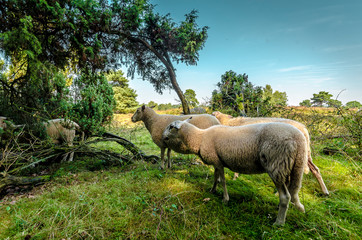 In der Heide in Haltern