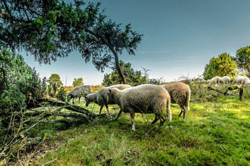 In der Heide in Haltern
