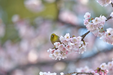 満開の大寒桜と緑色の美しい小鳥（メジロ）078