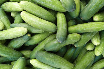 Many cucumbers pure and fresh.Cucumber background. Put up for sale in the market.selective focus.