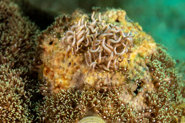 The most beautiful underwater snails of the Indian and Pacific Ocean