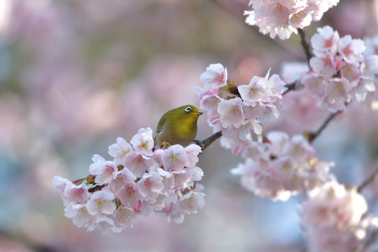 満開の大寒桜と緑色の美しい小鳥（メジロ）080