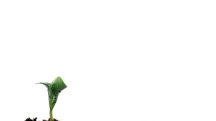 pumpkin growing time lapse on white background