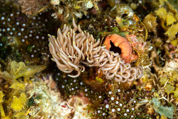 Naklejka na ściany i meble The most beautiful underwater snails of the Indian and Pacific Ocean