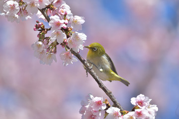 満開の大寒桜と緑色の美しい小鳥（メジロ）088
