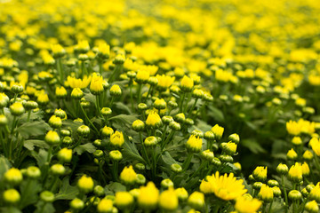 Defocused yellow flower field. Floral blur background.