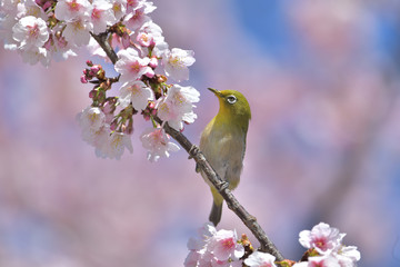満開の大寒桜と緑色の美しい小鳥（メジロ）091