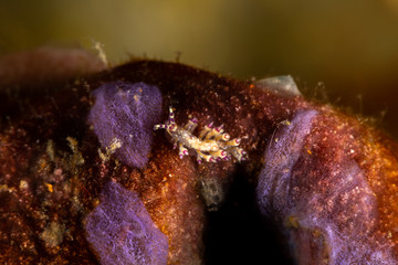 The most beautiful underwater snails of the Indian and Pacific Ocean