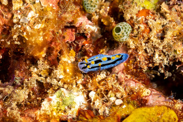 The most beautiful underwater snails of the Indian and Pacific Ocean