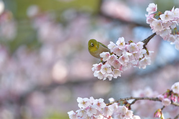 満開の大寒桜と緑色の美しい小鳥（メジロ）092