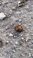 poultry droppings on the ground