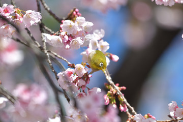 満開の大寒桜と緑色の美しい小鳥（メジロ）100