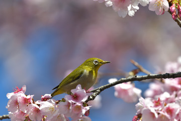 満開の大寒桜と緑色の美しい小鳥（メジロ）101