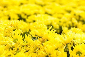 Defocused yellow flower field. Floral blur background.