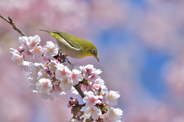 満開の大寒桜と緑色の美しい小鳥（メジロ）102