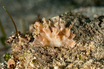 The most beautiful underwater snails of the Indian and Pacific Ocean
