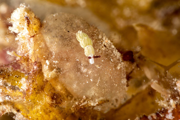 The most beautiful underwater snails of the Indian and Pacific Ocean