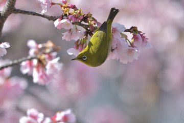満開の大寒桜と緑色の美しい小鳥（メジロ）106