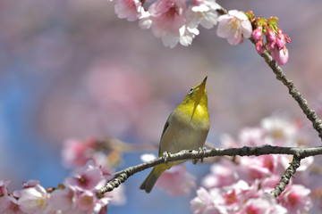 満開の大寒桜と緑色の美しい小鳥（メジロ）107