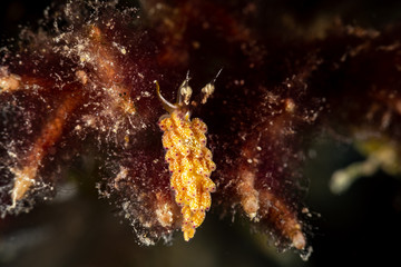 The most beautiful underwater snails of the Indian and Pacific Ocean