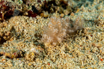 The most beautiful underwater snails of the Indian and Pacific Ocean
