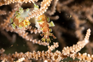 The most beautiful underwater snails of the Indian and Pacific Ocean