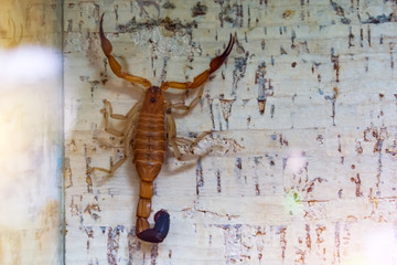 Scorpio crawls on a wall in a terrarium.