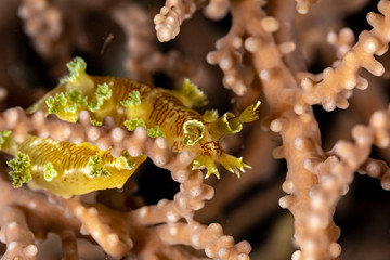 The most beautiful underwater snails of the Indian and Pacific Ocean