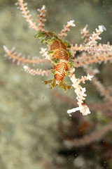 The most beautiful underwater snails of the Indian and Pacific Ocean
