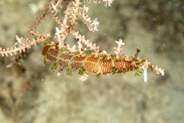 The most beautiful underwater snails of the Indian and Pacific Ocean
