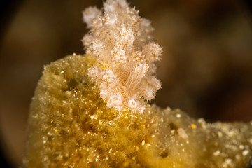 The most beautiful underwater snails of the Indian and Pacific Ocean