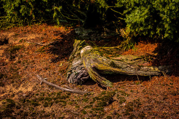 In der Heide in Haltern