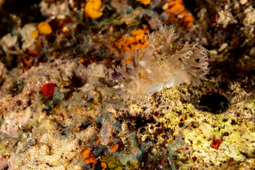 The most beautiful underwater snails of the Indian and Pacific Ocean