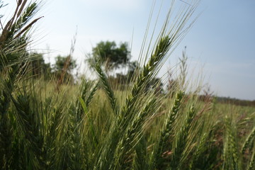 An agricultural wheat field in India with blue sky as background .