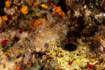The most beautiful underwater snails of the Indian and Pacific Ocean