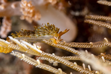 The most beautiful underwater snails of the Indian and Pacific Ocean