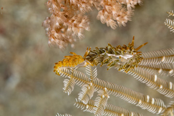 The most beautiful underwater snails of the Indian and Pacific Ocean