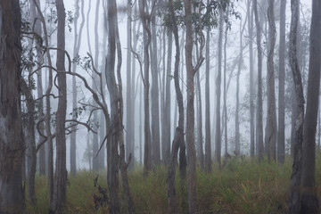 Fototapeta na wymiar Gum trees in early morning fog