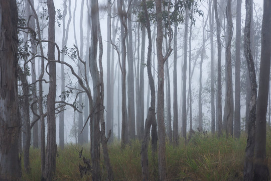 Gum trees in early morning fog