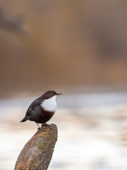 The white-throated dipper (Cinclus cinclus), also known as the European dipper or just dipper, is an aquatic passerine bird found in Europe. 