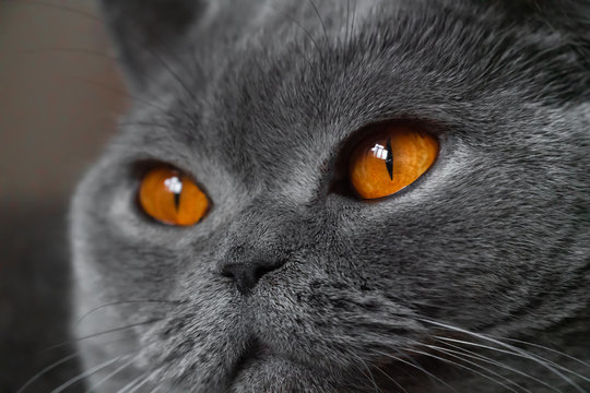 Shorthair british cat close up portrait